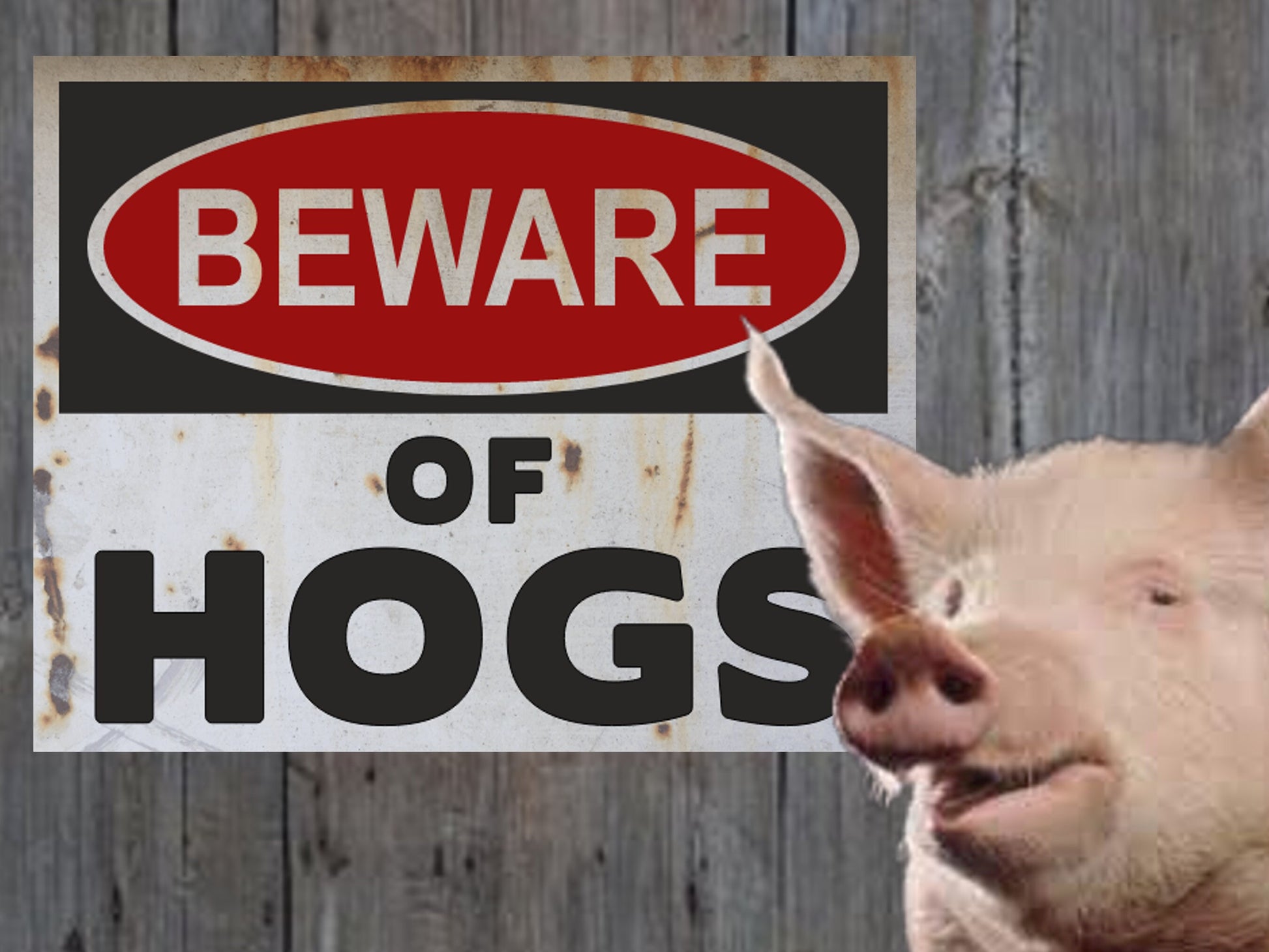 beware of hogs warning sign farm sign pigs